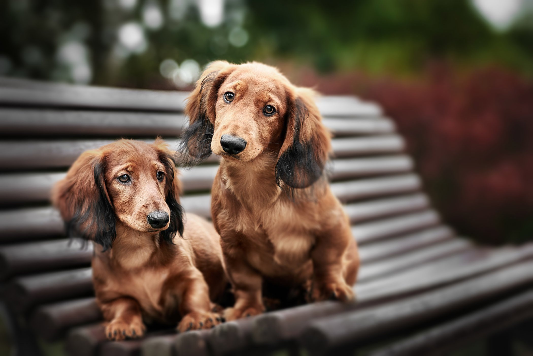 pets at Towne West Manor features spacious two & three bedroom apartment homes